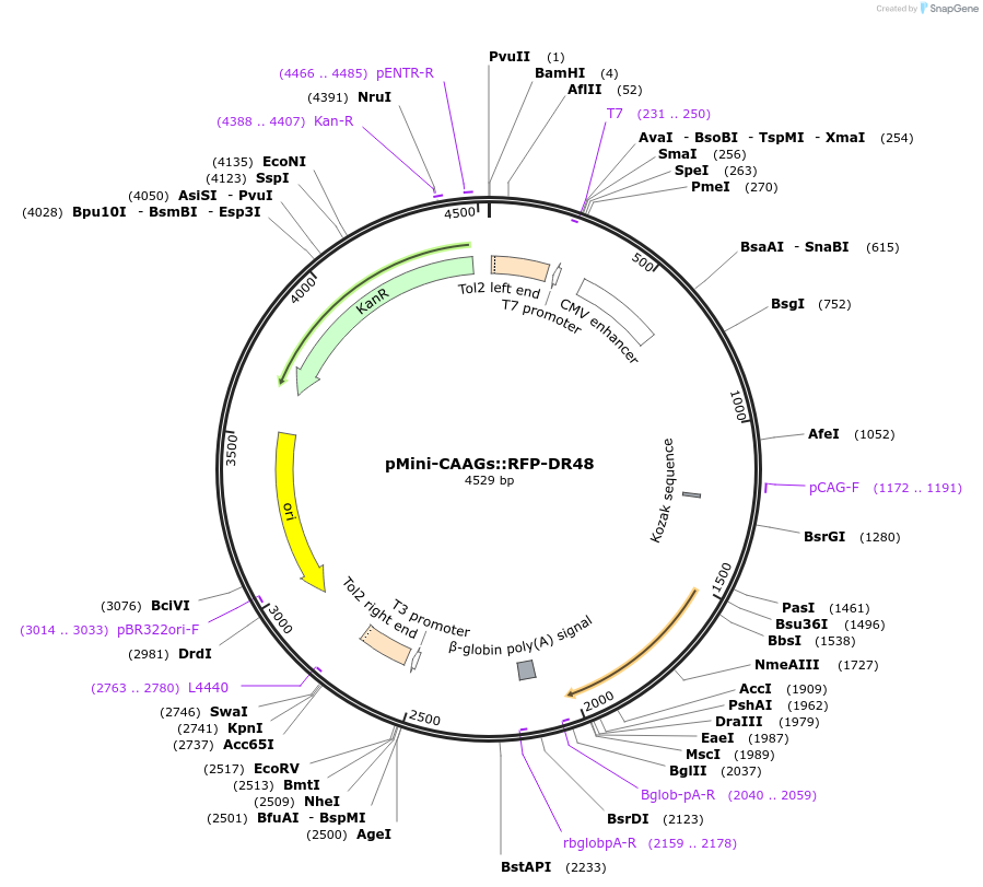 132640-plasmid-map-sequence-id-260403