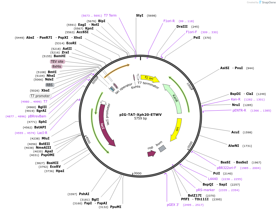 133040-plasmid-map-sequence-id-260405