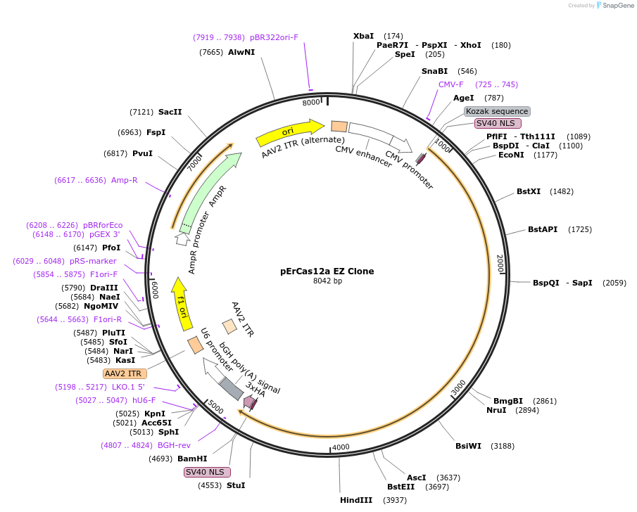 132641-plasmid-map-sequence-id-260406