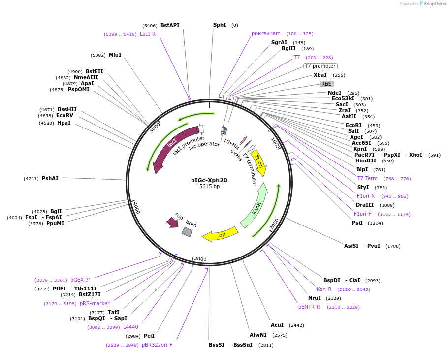 133024-plasmid-map-sequence-id-260410