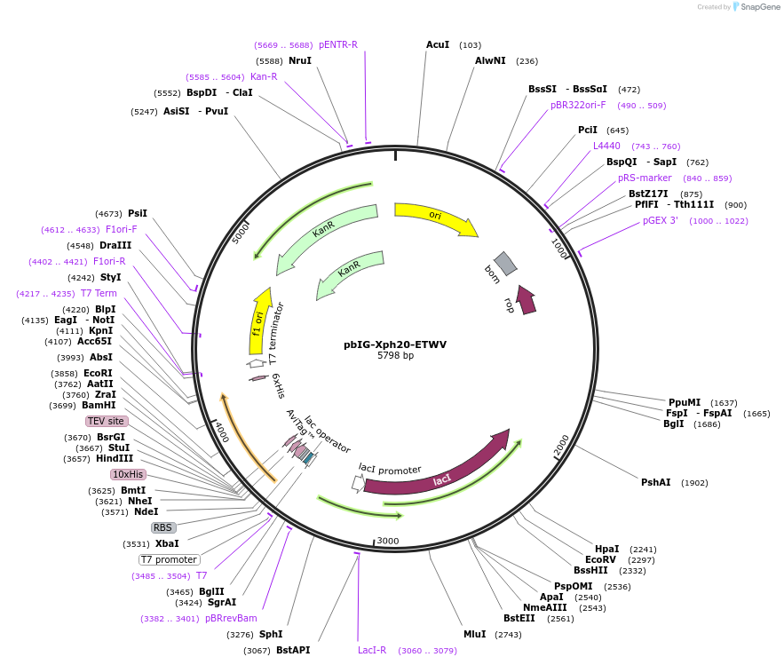 133034-plasmid-map-sequence-id-260413