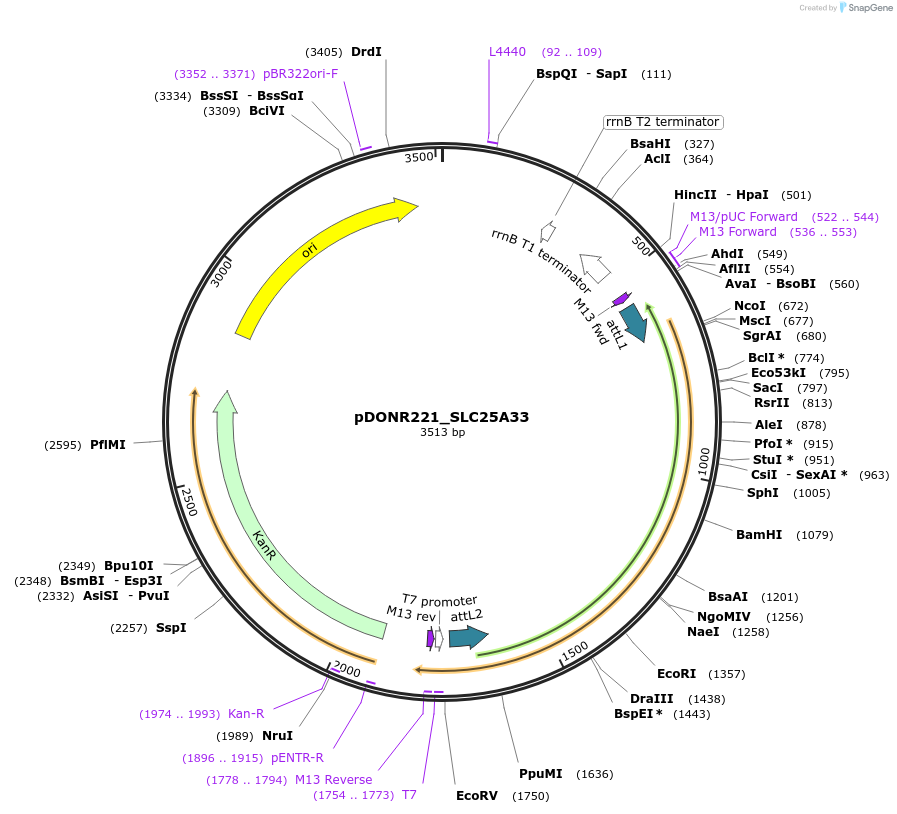 131993-plasmid-map-sequence-id-260429