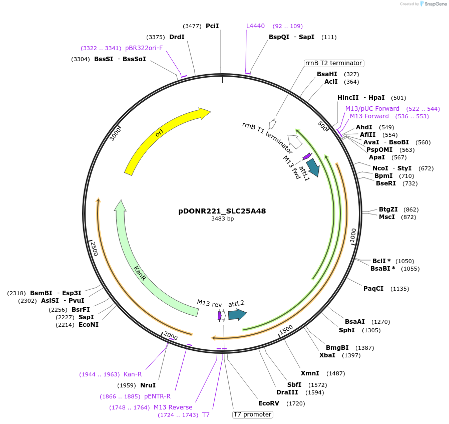 131995-plasmid-map-sequence-id-260432