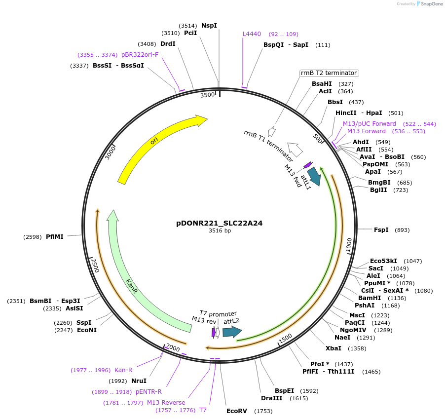 132000-plasmid-map-sequence-id-260446