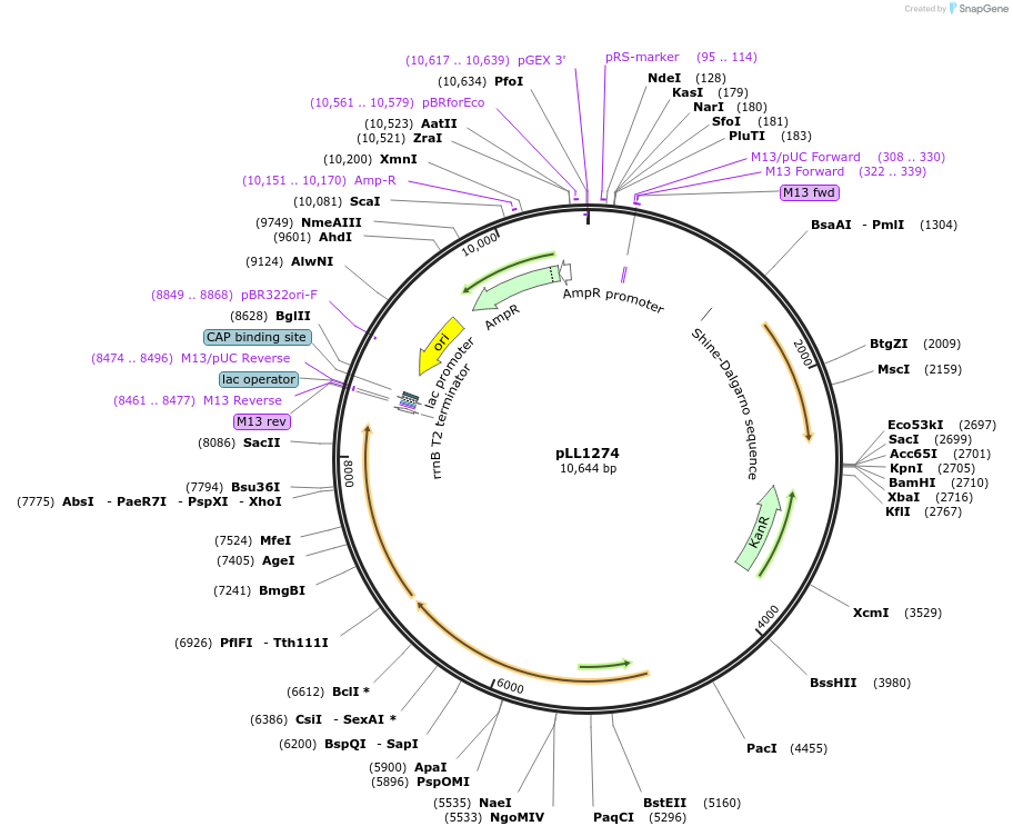 129385-plasmid-map-sequence-id-260448