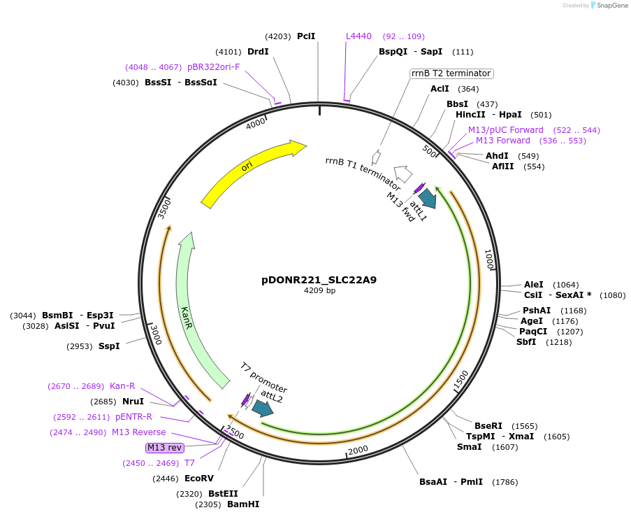132001-plasmid-map-sequence-id-260450