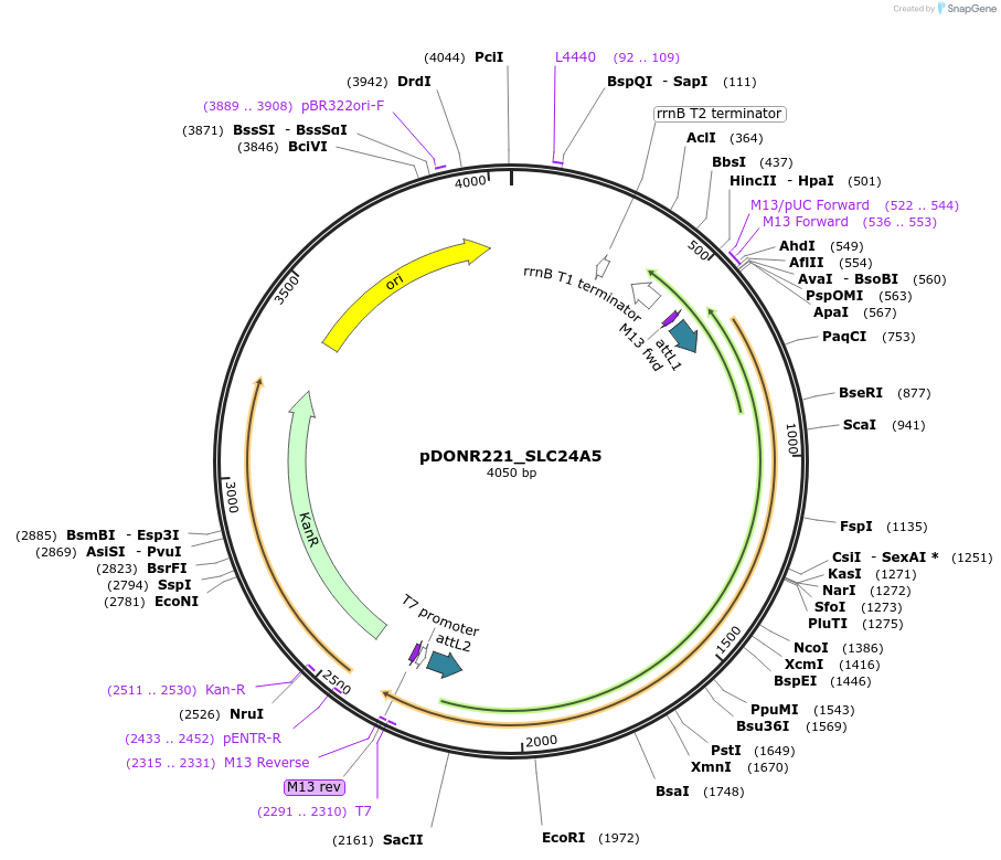 132002-plasmid-map-sequence-id-260453
