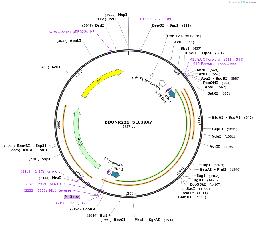 132165-plasmid-map-sequence-id-260463
