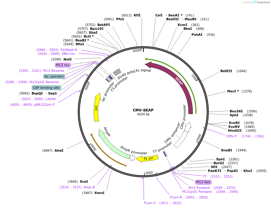 24595-plasmid-map-sequence-id-260470