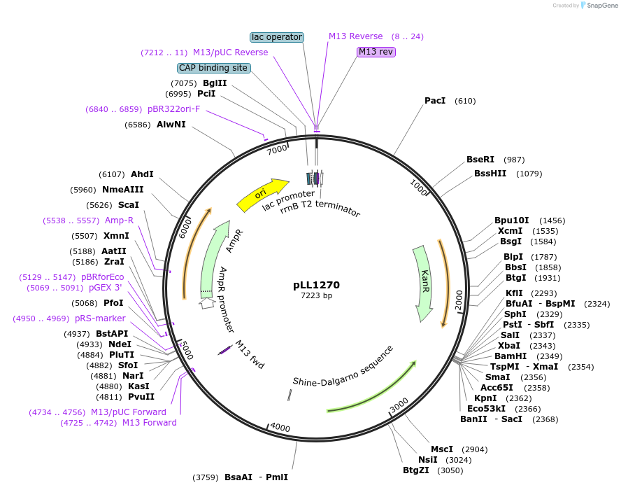 129281-plasmid-map-sequence-id-260567