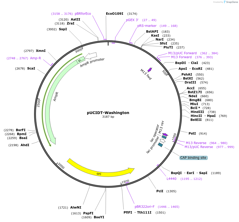 132758-plasmid-map-sequence-id-260599