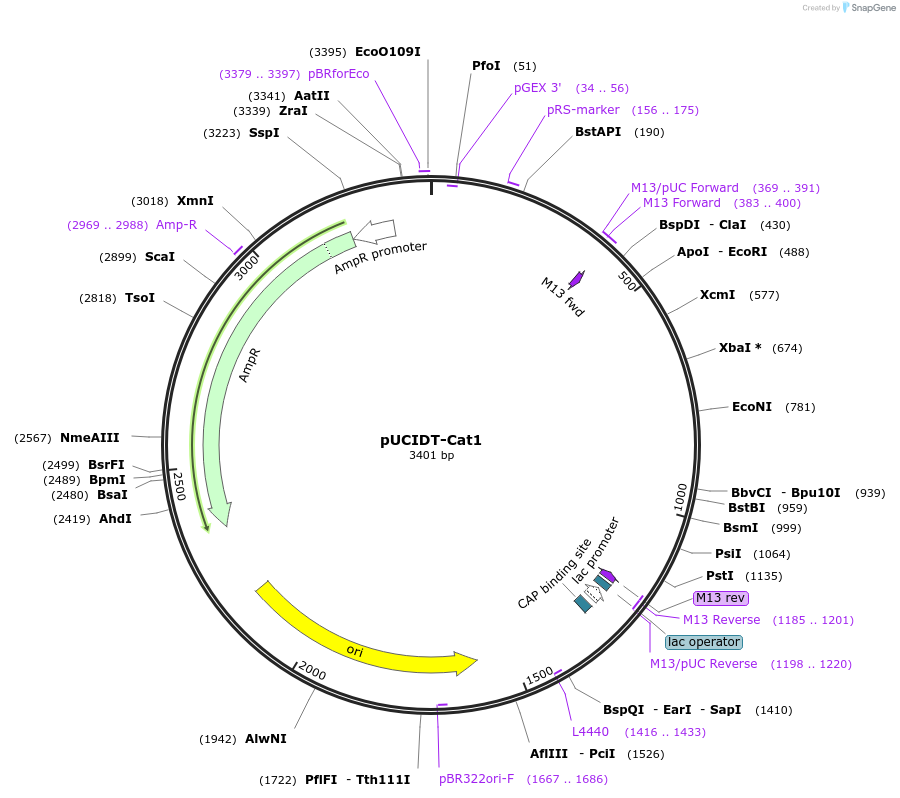 132752-plasmid-map-sequence-id-260601