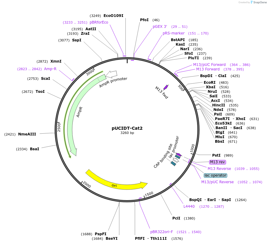 132753-plasmid-map-sequence-id-260603