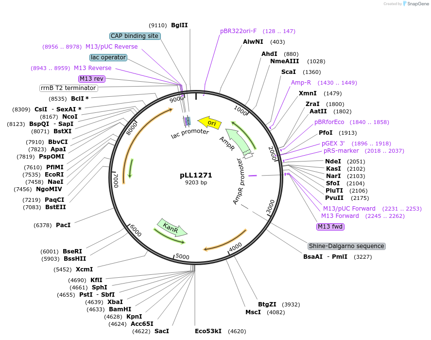 129282-plasmid-map-sequence-id-260608