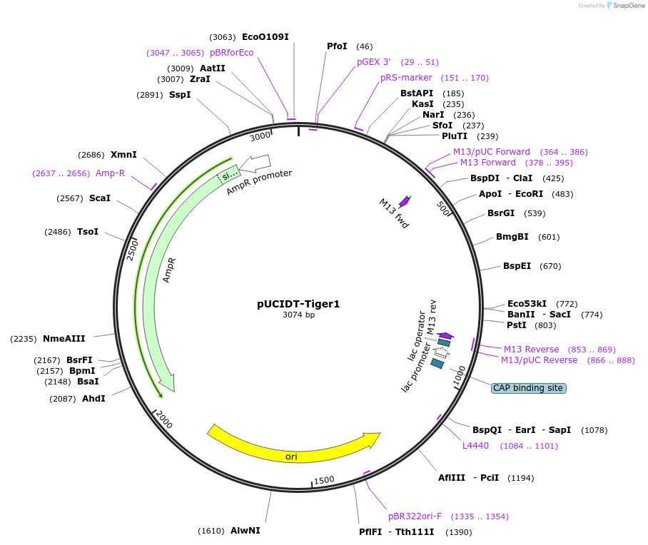 132756-plasmid-map-sequence-id-260609