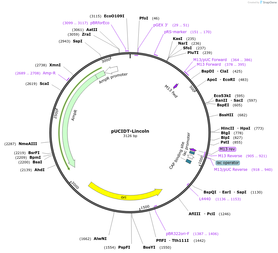 132757-plasmid-map-sequence-id-260612