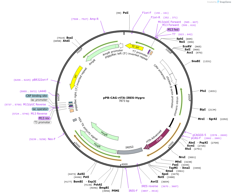 102423-plasmid-map-sequence-id-260661
