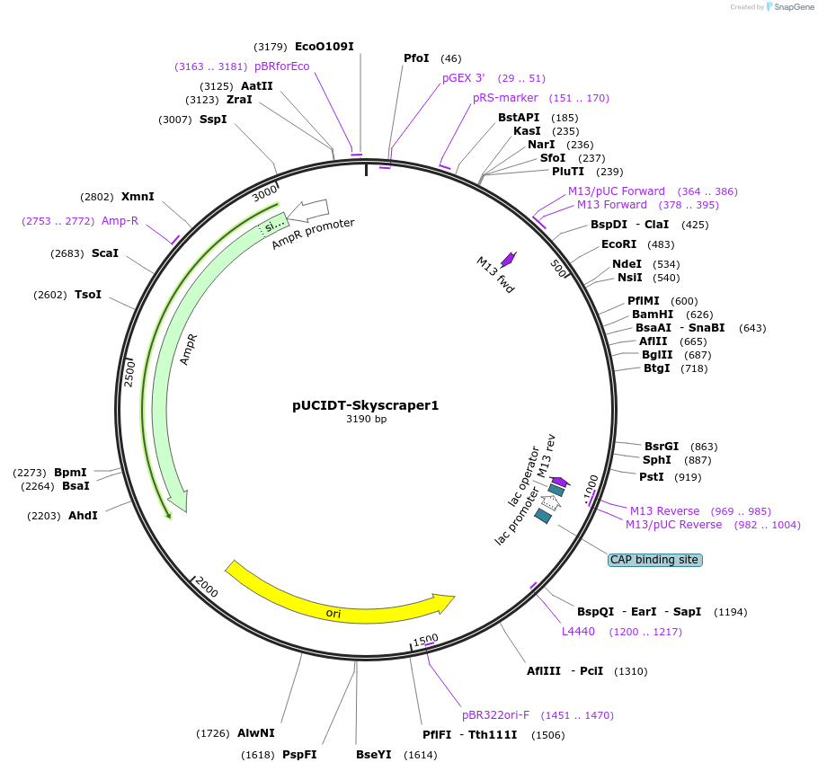 132760-plasmid-map-sequence-id-260677