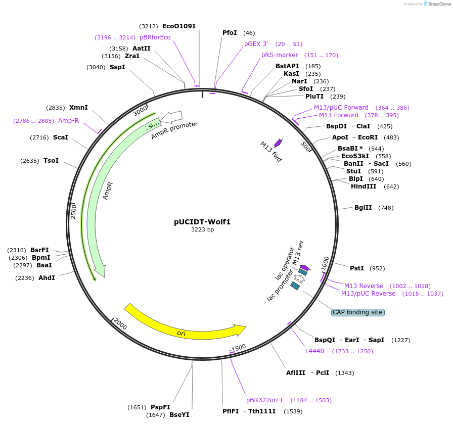 132763-plasmid-map-sequence-id-260686