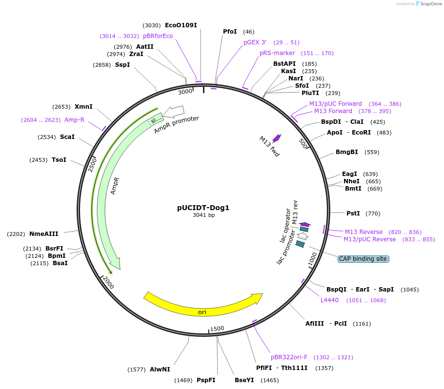 132765-plasmid-map-sequence-id-260698