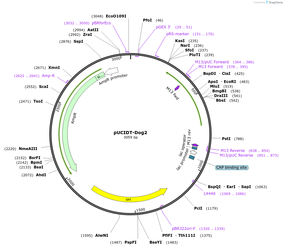 132766-plasmid-map-sequence-id-260700