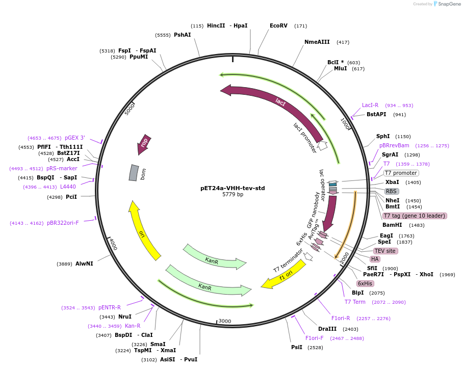 109423-plasmid-map-sequence-id-260701