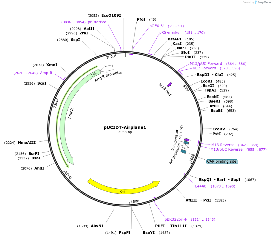 132767-plasmid-map-sequence-id-260705
