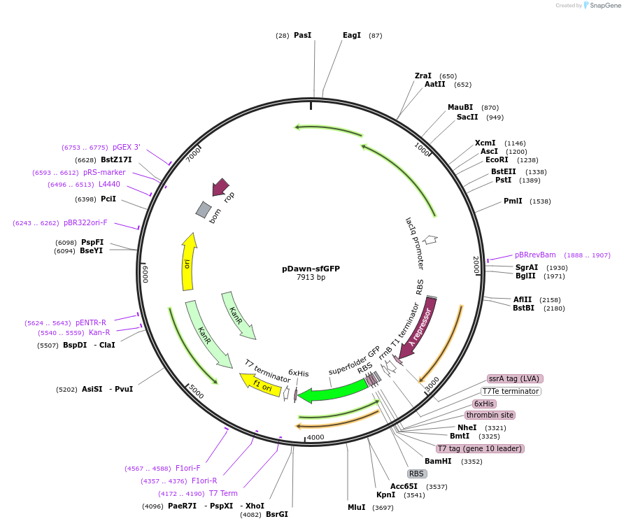 107741-plasmid-map-sequence-id-260718