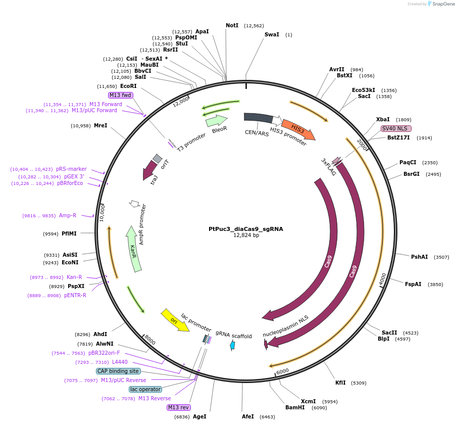 109219-plasmid-map-sequence-id-260727