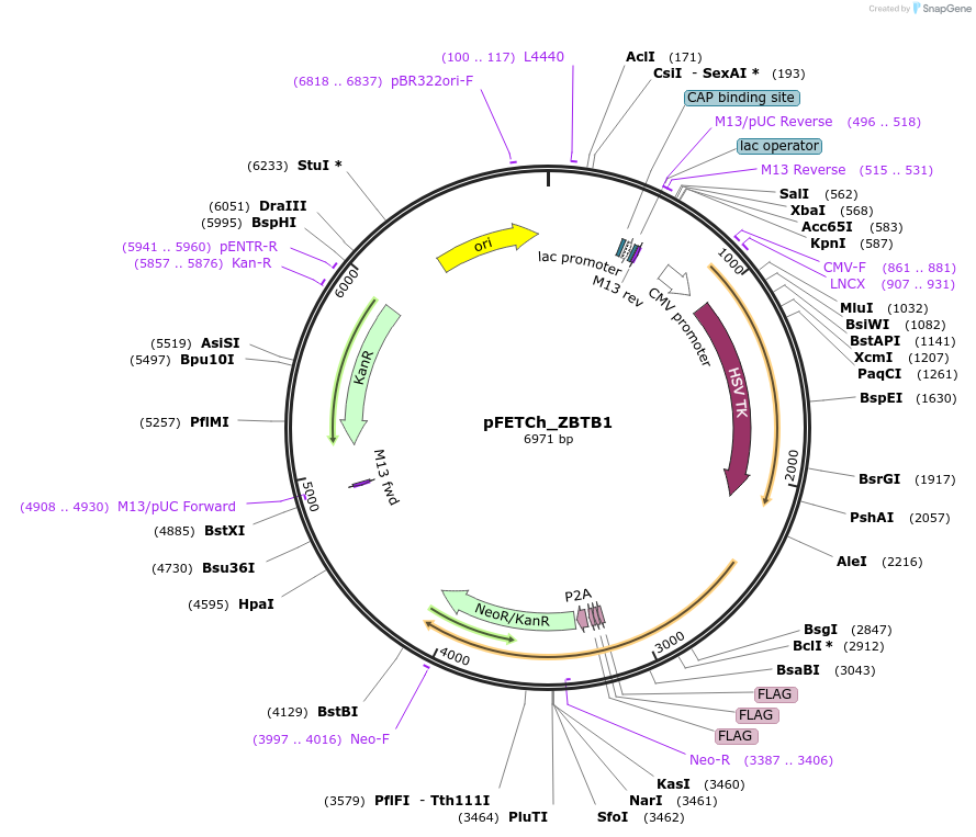 128235-plasmid-map-sequence-id-260780