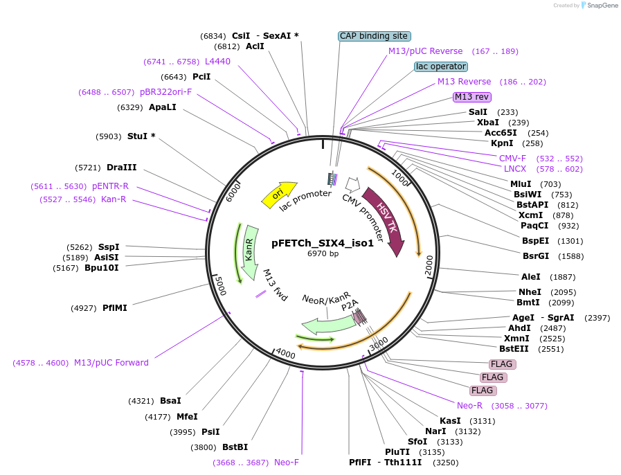 128238-plasmid-map-sequence-id-260784