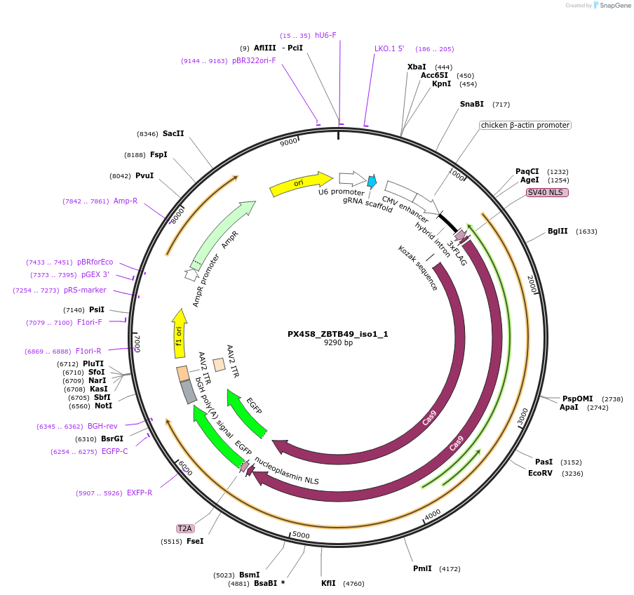 128250-plasmid-map-sequence-id-260821