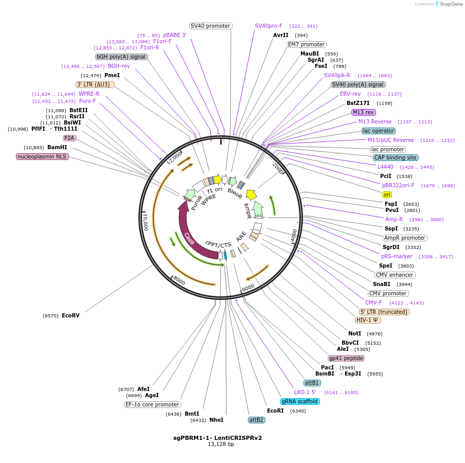107403-plasmid-map-sequence-id-260836