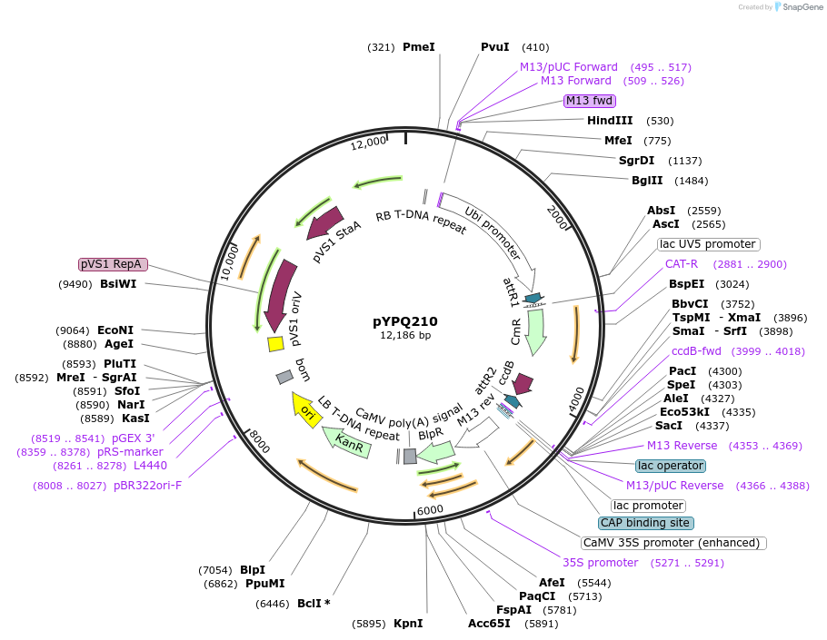 109329-plasmid-map-sequence-id-260867