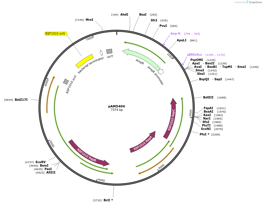 132660-plasmid-map-sequence-id-260869