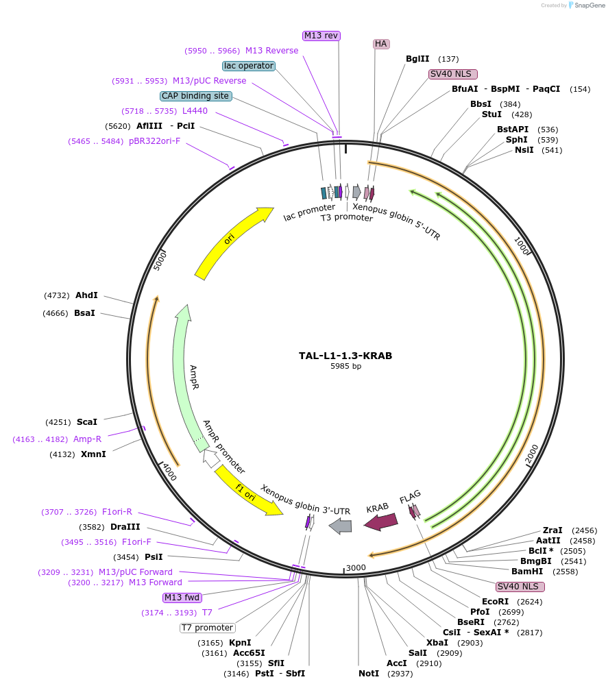 103034-plasmid-map-sequence-id-260874