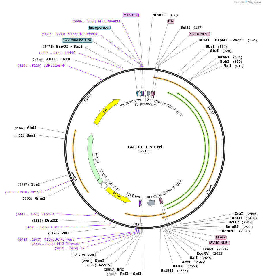 102355-plasmid-map-sequence-id-260877