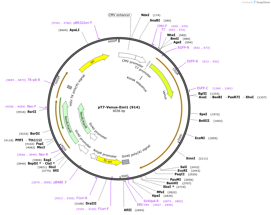 39854-plasmid-map-sequence-id-260917