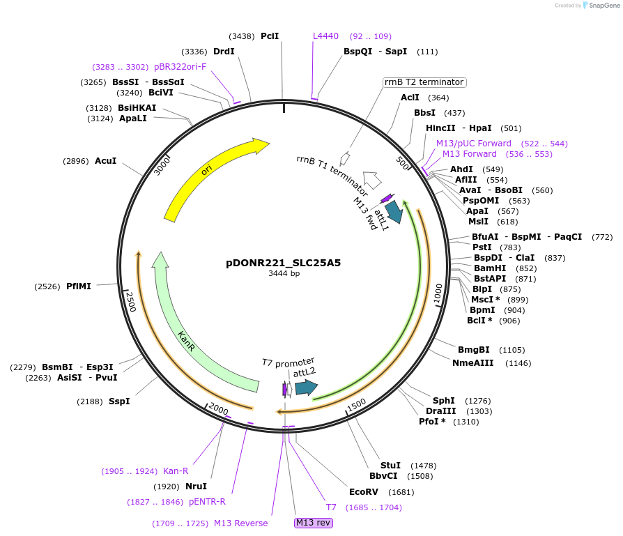 132007-plasmid-map-sequence-id-260934