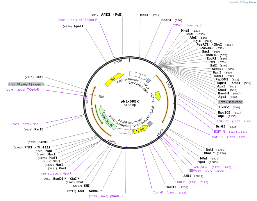 129313-plasmid-map-sequence-id-260940