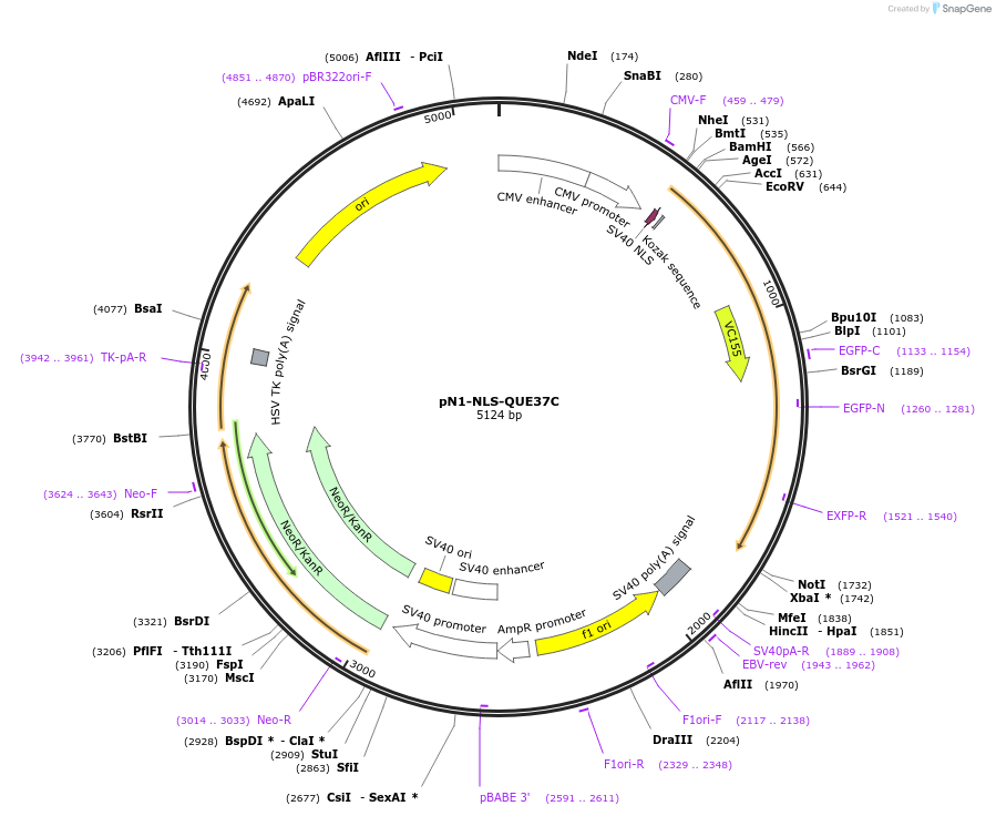 129323-plasmid-map-sequence-id-260950