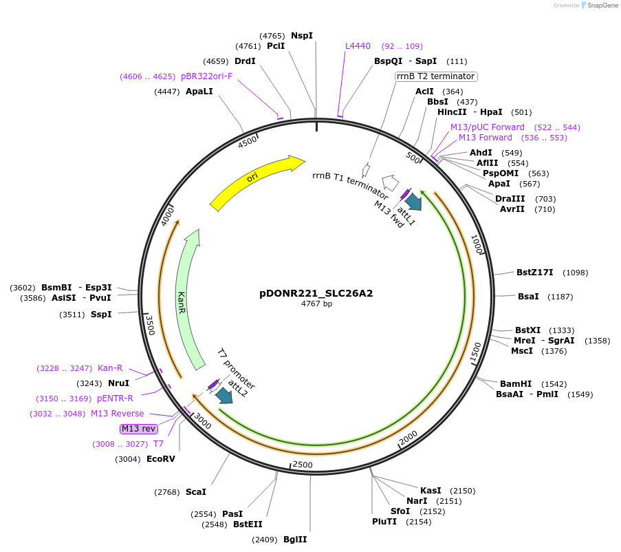 132008-plasmid-map-sequence-id-260951