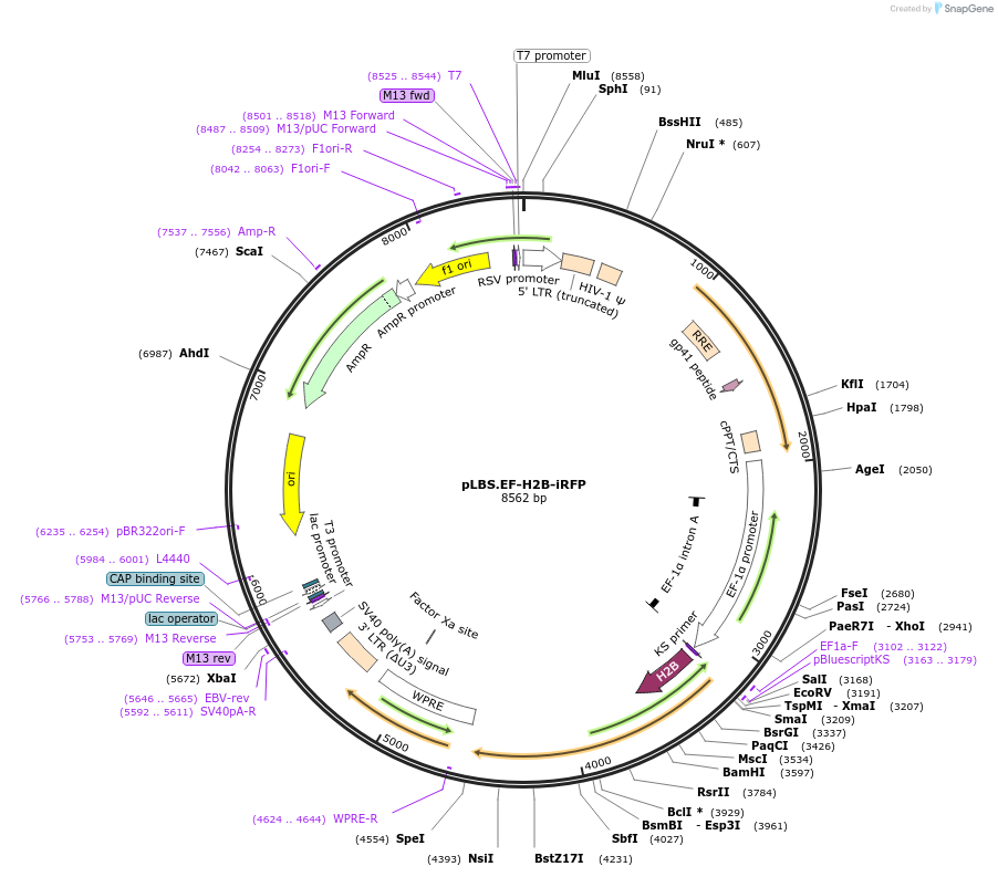 129328-plasmid-map-sequence-id-260953