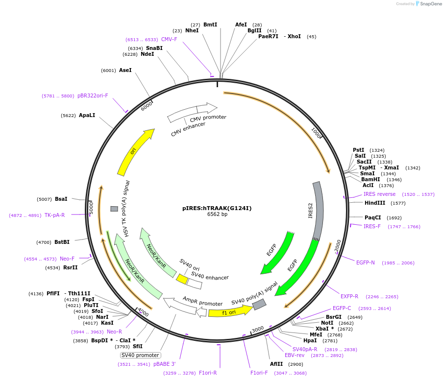 133079-plasmid-map-sequence-id-260958