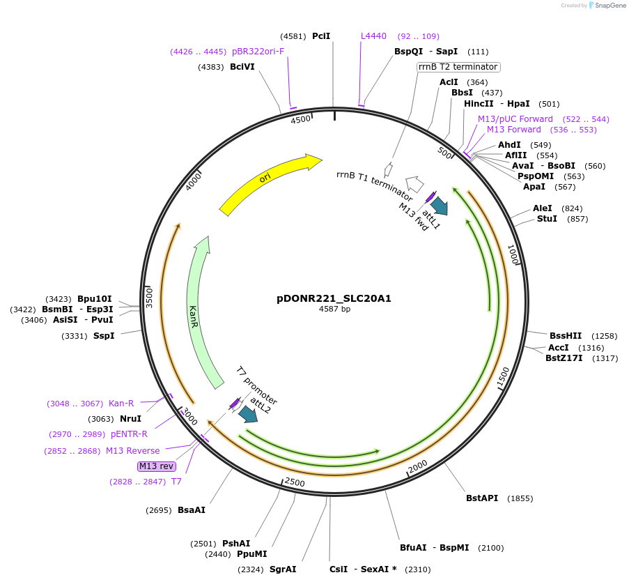 132010-plasmid-map-sequence-id-260960