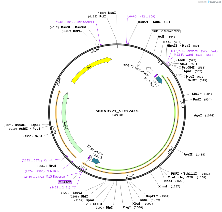 132011-plasmid-map-sequence-id-260961