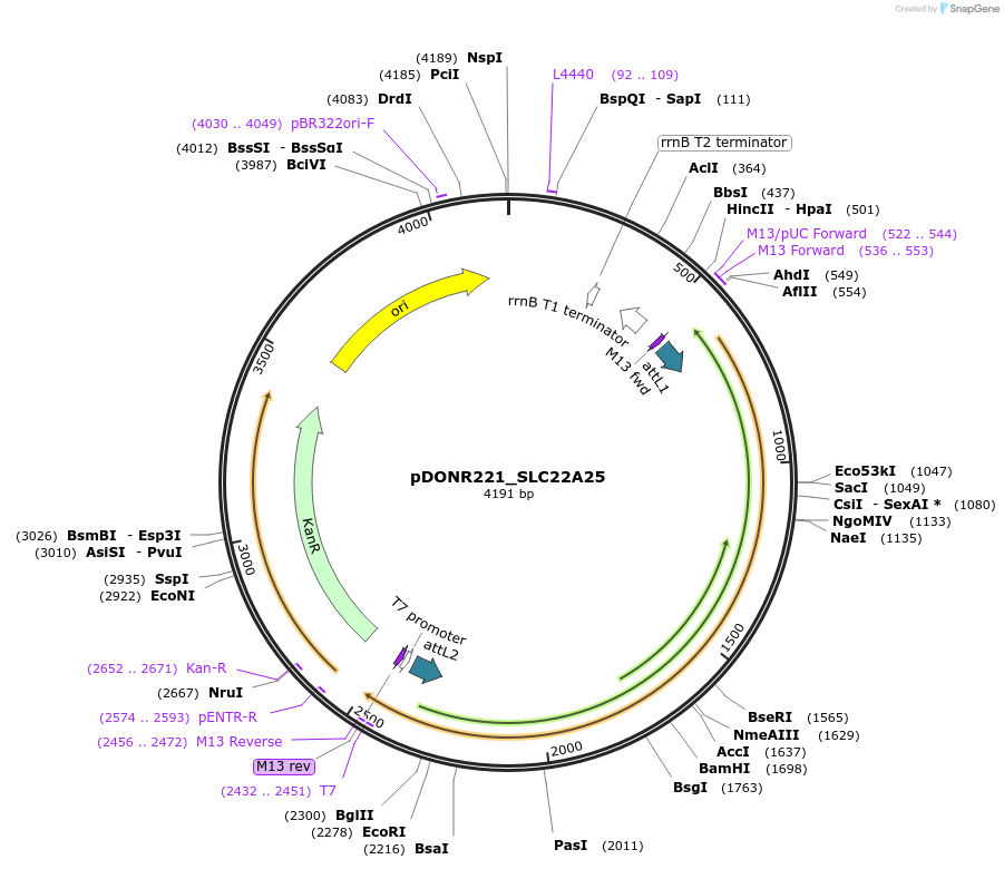 132012-plasmid-map-sequence-id-260962