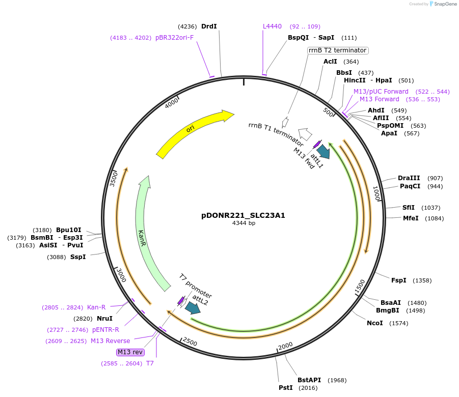132013-plasmid-map-sequence-id-260963