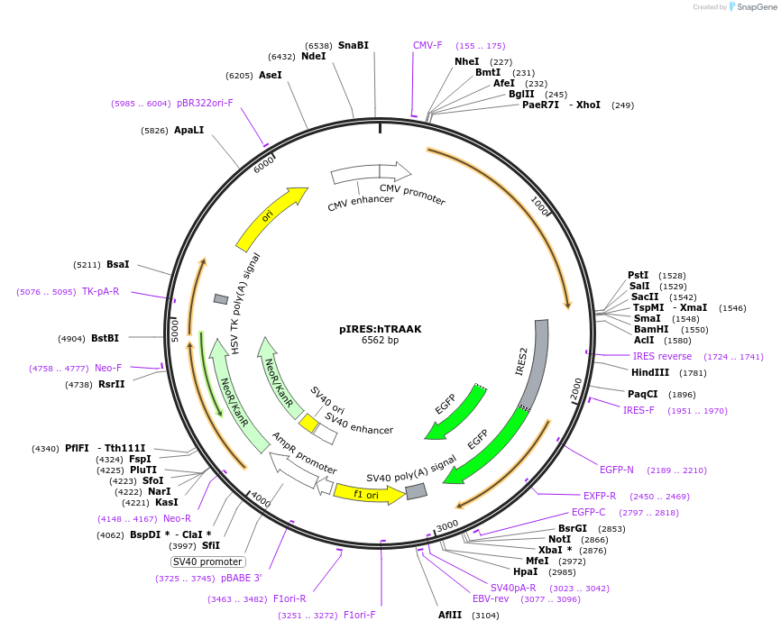133080-plasmid-map-sequence-id-260964