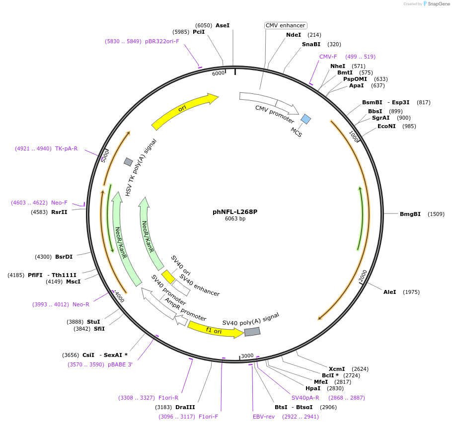 132593-plasmid-map-sequence-id-260965